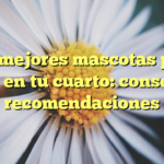 Las mejores mascotas para tener en tu cuarto: consejos y recomendaciones