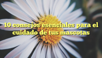 10 consejos esenciales para el cuidado de tus mascotas