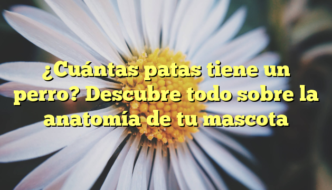 ¿Cuántas patas tiene un perro? Descubre todo sobre la anatomía de tu mascota