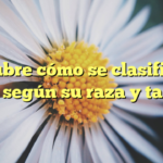 Descubre cómo se clasifica un perro según su raza y tamaño