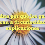 Descubre por qué los gatos se acercan a ti: curiosidades y explicaciones