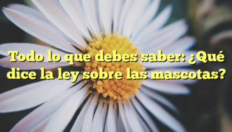 Todo lo que debes saber: ¿Qué dice la ley sobre las mascotas?