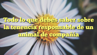 Todo lo que debes saber sobre la tenencia responsable de un animal de compañía