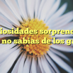 10 curiosidades sorprendentes que no sabías de los gatos