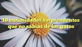 10 curiosidades sorprendentes que no sabías de los gatos