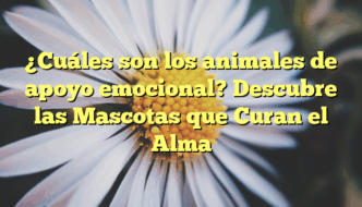 ¿Cuáles son los animales de apoyo emocional? Descubre las Mascotas que Curan el Alma