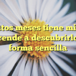 ¿Cuántos meses tiene mi gato? Aprende a descubrirlo de forma sencilla