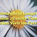 Descubriendo la Longevidad Canina: ¿Cuánto Tiempo Pueden Vivir los Perros?