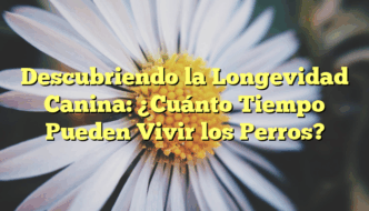 Descubriendo la Longevidad Canina: ¿Cuánto Tiempo Pueden Vivir los Perros?