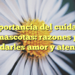 La importancia del cuidado de las mascotas: razones para brindarles amor y atención