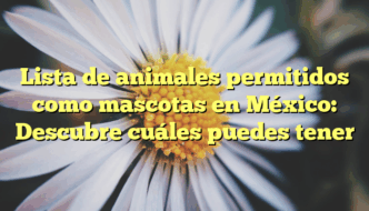 Lista de animales permitidos como mascotas en México: Descubre cuáles puedes tener