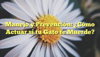 Manejo y Prevención: ¿Cómo Actuar si tu Gato te Muerde?