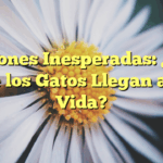 Razones Inesperadas: ¿Por qué los Gatos Llegan a Tu Vida?