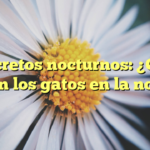 Secretos nocturnos: ¿Qué hacen los gatos en la noche?