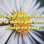 Todo lo que necesitas saber sobre la multa por tener un conejo en casa