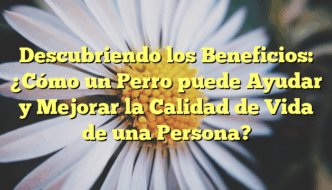 Descubriendo los Beneficios: ¿Cómo un Perro puede Ayudar y Mejorar la Calidad de Vida de una Persona?