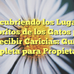 Descubriendo los Lugares Favoritos de los Gatos para Recibir Caricias: Guía Completa para Propietarios