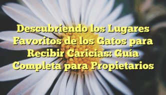 Descubriendo los Lugares Favoritos de los Gatos para Recibir Caricias: Guía Completa para Propietarios