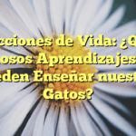 Lecciones de Vida: ¿Qué Valiosos Aprendizajes nos Pueden Enseñar nuestros Gatos?