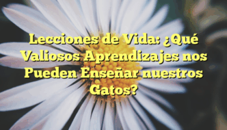 Lecciones de Vida: ¿Qué Valiosos Aprendizajes nos Pueden Enseñar nuestros Gatos?