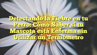 Detectando la Fiebre en tu Perro: Cómo Saber si tu Mascota está Enferma sin Utilizar un Termómetro