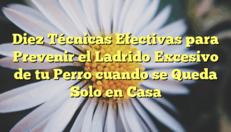 Diez Técnicas Efectivas para Prevenir el Ladrido Excesivo de tu Perro cuando se Queda Solo en Casa