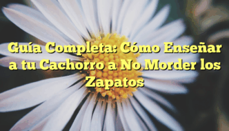 Guía Completa: Cómo Enseñar a tu Cachorro a No Morder los Zapatos