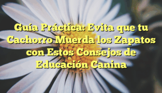 Guía Práctica: Evita que tu Cachorro Muerda los Zapatos con Estos Consejos de Educación Canina