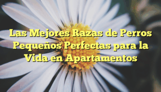 Las Mejores Razas de Perros Pequeños Perfectas para la Vida en Apartamentos