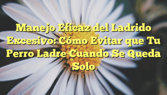 Manejo Eficaz del Ladrido Excesivo: Cómo Evitar que Tu Perro Ladre Cuando Se Queda Solo