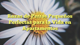 Razas de Perros Pequeños Perfectas para la Vida en Apartamentos
