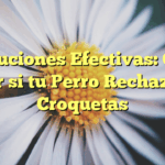 Soluciones Efectivas: Qué hacer si tu Perro Rechaza las Croquetas