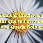 10 Técnicas Efectivas para Evitar que tu Perro Ladre cuando se Queda Solo en Casa