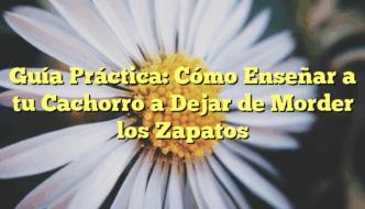 Guía Práctica: Cómo Enseñar a tu Cachorro a Dejar de Morder los Zapatos
