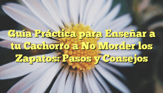 Guía Práctica para Enseñar a tu Cachorro a No Morder los Zapatos: Pasos y Consejos