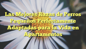 Las Mejores Razas de Perros Pequeños Perfectamente Adaptadas para la Vida en Apartamentos