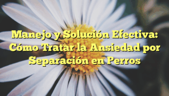 Manejo y Solución Efectiva: Cómo Tratar la Ansiedad por Separación en Perros