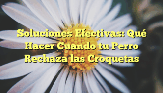 Soluciones Efectivas: Qué Hacer Cuando tu Perro Rechaza las Croquetas
