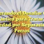 Superando el Desafío: Guía Práctica para Tratar la Ansiedad por Separación en Perros